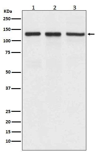 Rabbit Polyclonal Antibody to Integrin alpha V