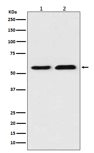 Rabbit Polyclonal Antibody to Thioredoxin Reductase 1