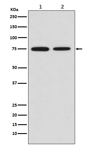 Rabbit Polyclonal Antibody to MSR1