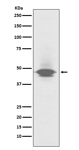 Rabbit Polyclonal Antibody to CD79a