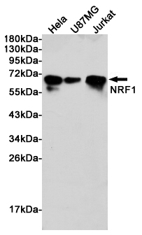 Rabbit Polyclonal Antibody to Nrf1