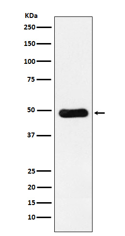 Rabbit Polyclonal Antibody to RBBP4
