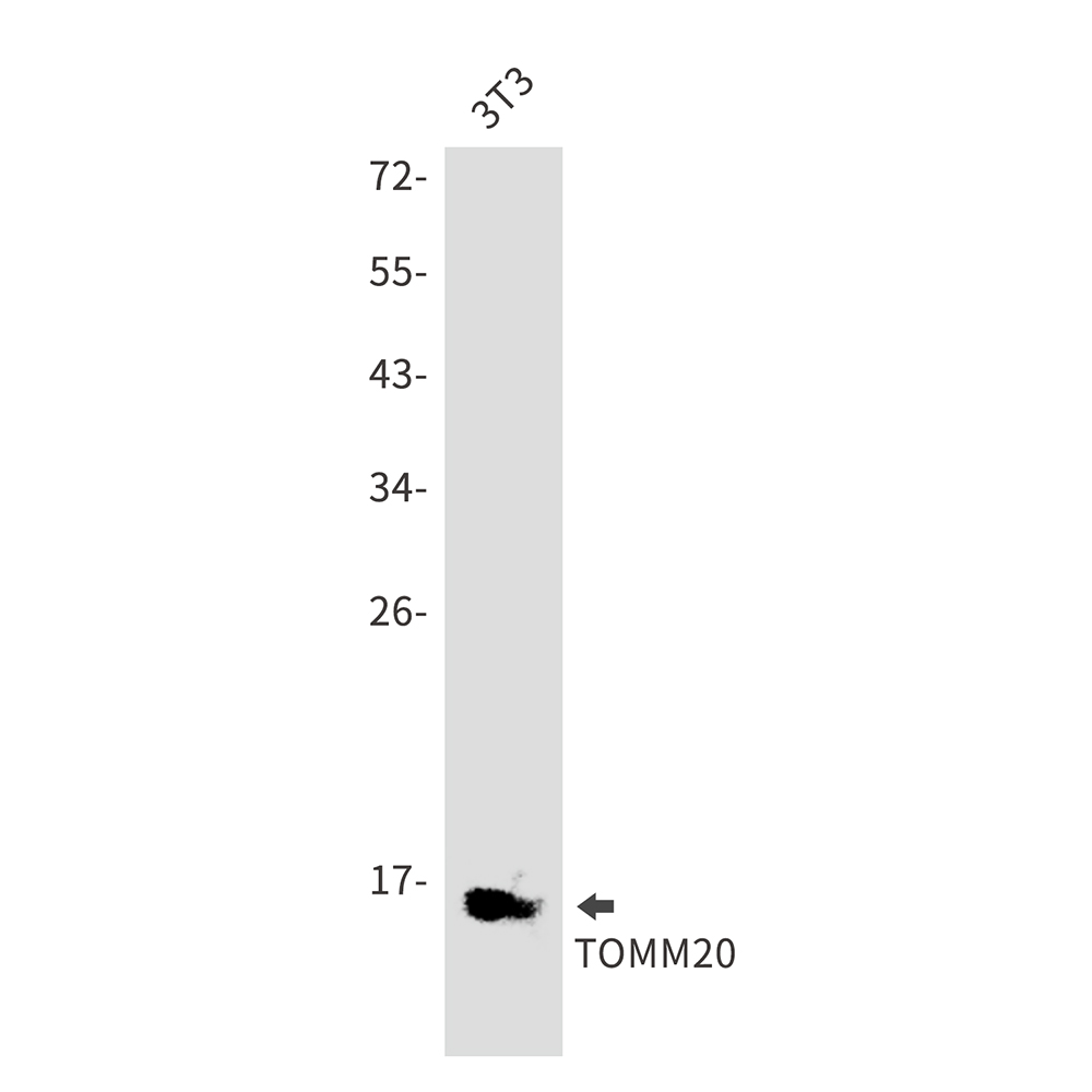 Rabbit Polyclonal Antibody to TOMM20