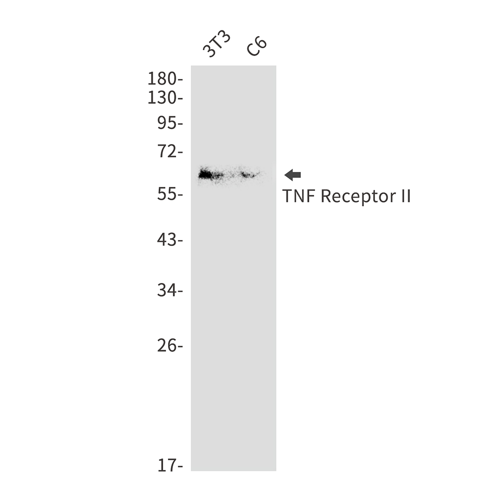 Rabbit Polyclonal Antibody to TNF Receptor 2