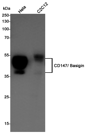 Rabbit Polyclonal Antibody to CD147