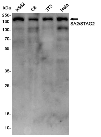 Rabbit Polyclonal Antibody to SA2