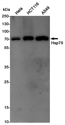 Rabbit Polyclonal Antibody to Hsp70