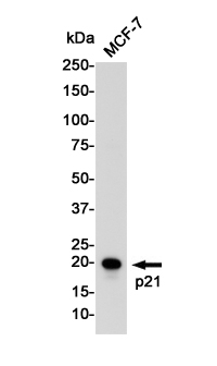 Rabbit Polyclonal Antibody to p21