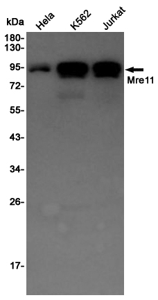 Rabbit Polyclonal Antibody to Mre11