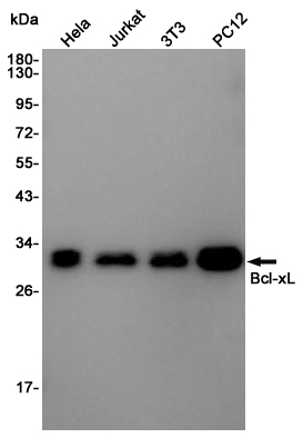 Rabbit Polyclonal Antibody to Bcl-XL