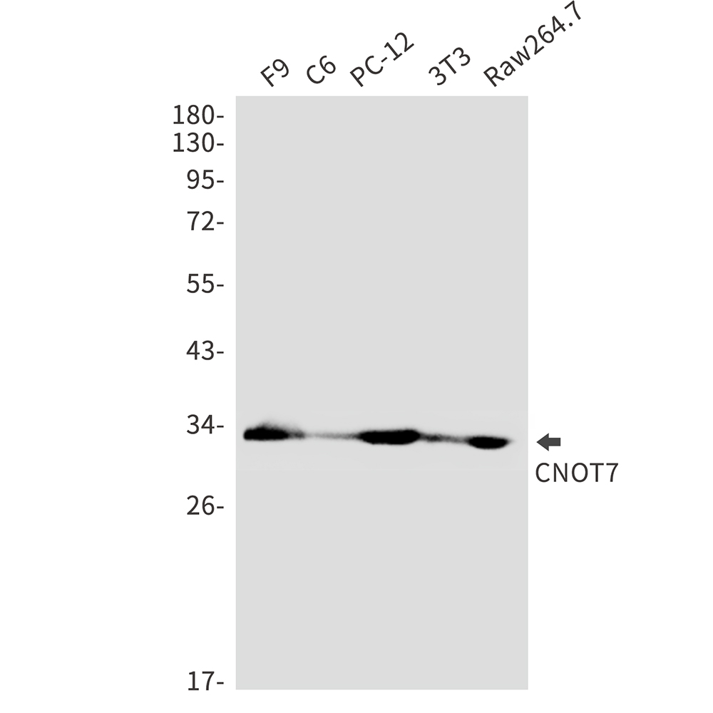 Rabbit Polyclonal Antibody to CNOT7