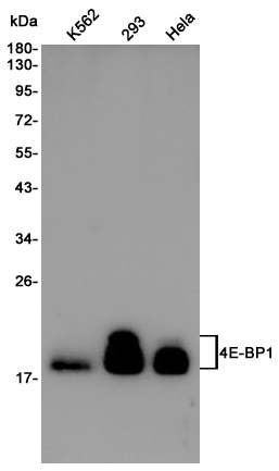 Rabbit Polyclonal Antibody to 4E BP1