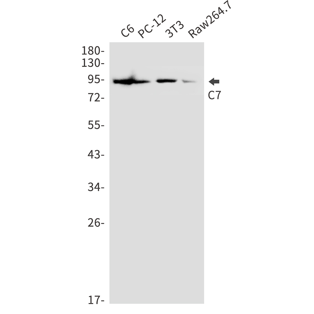 Rabbit Polyclonal Antibody to C7
