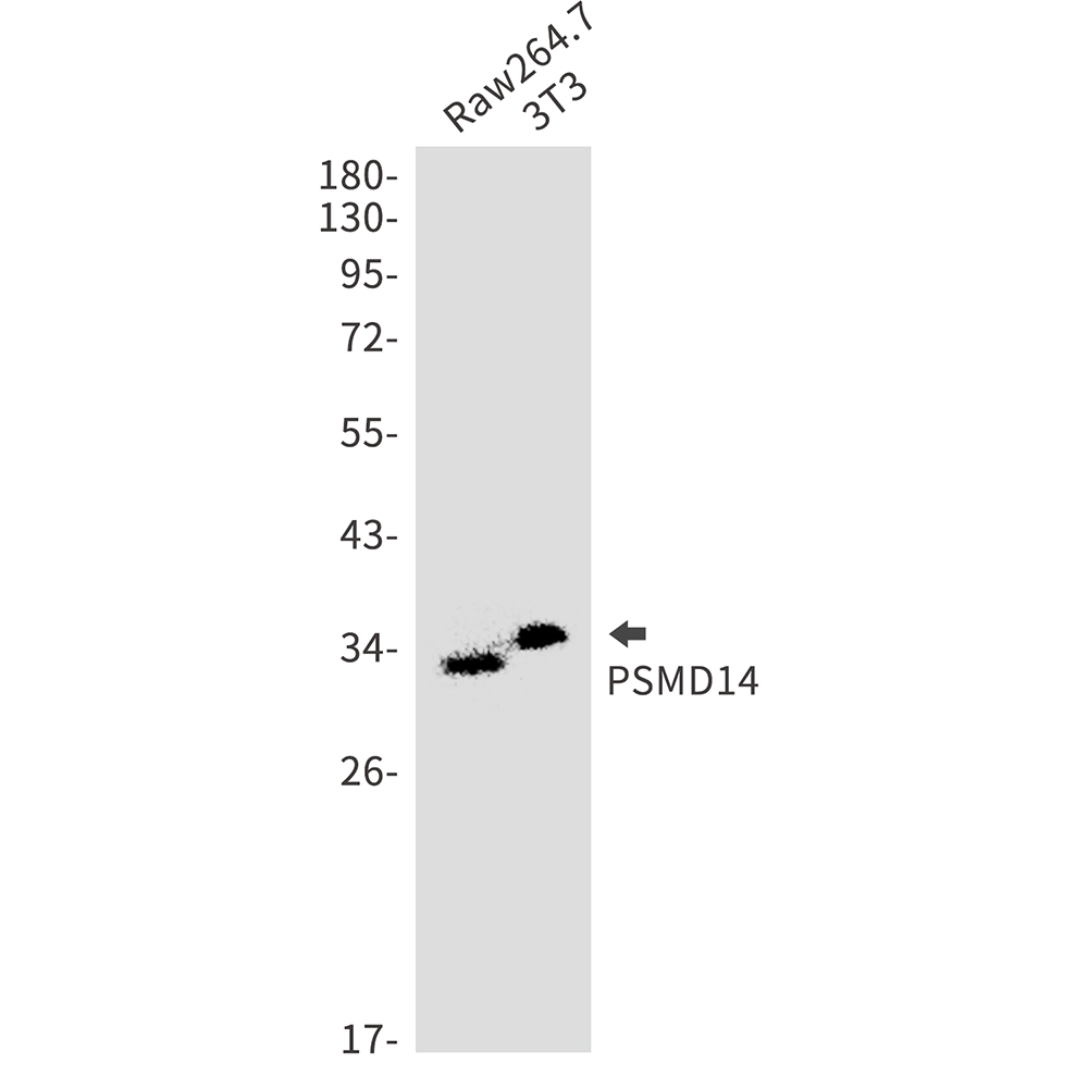 Rabbit Polyclonal Antibody to PSMD14