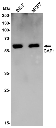 Rabbit Polyclonal Antibody to CAP1