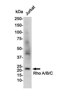 Rabbit Polyclonal Antibody to RhoA/B/C