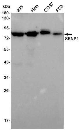 Rabbit Polyclonal Antibody to SENP1