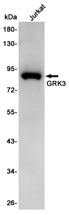 Rabbit Polyclonal Antibody to GRK3