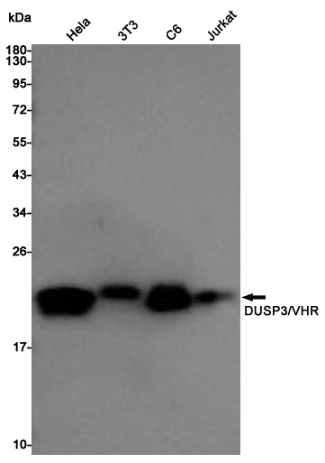 Rabbit Polyclonal Antibody to DUSP3