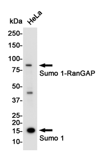 Rabbit Polyclonal Antibody to SUMO1