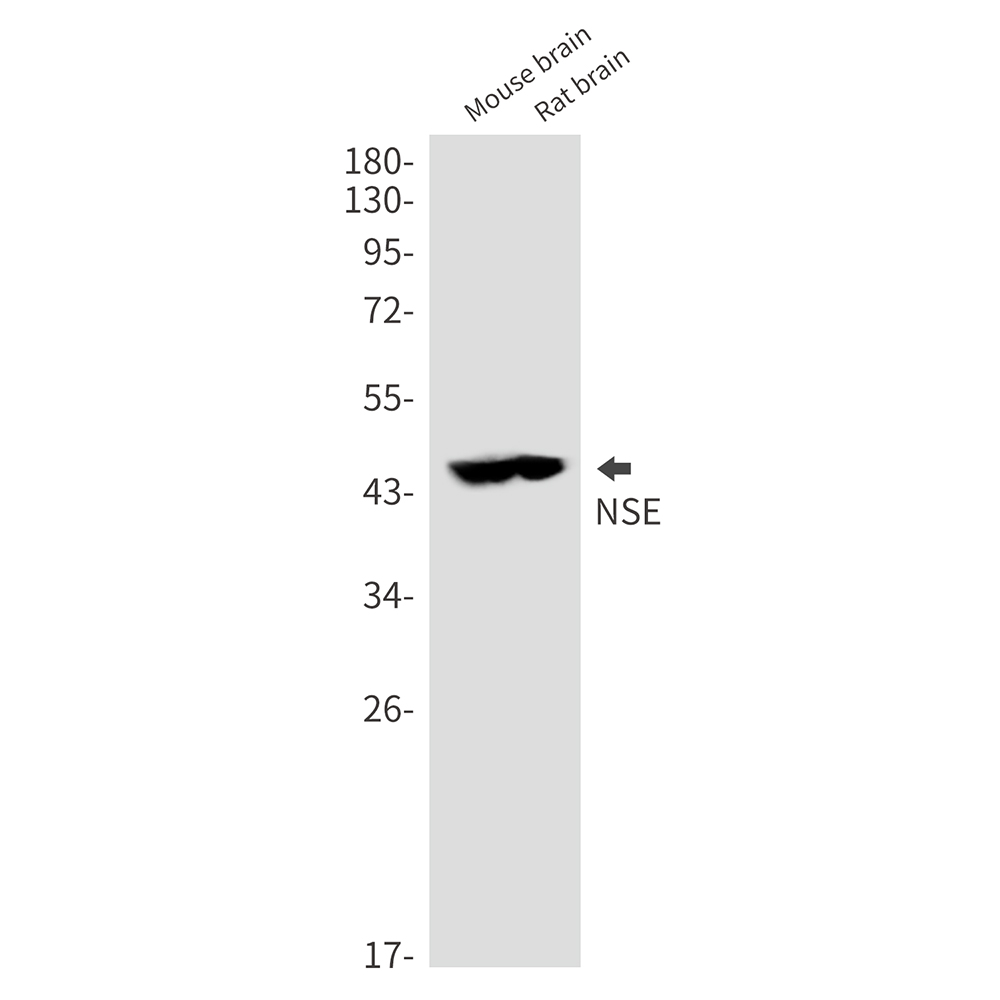 Rabbit Polyclonal Antibody to NSE