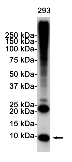 Rabbit Polyclonal Antibody to Ubiquitin