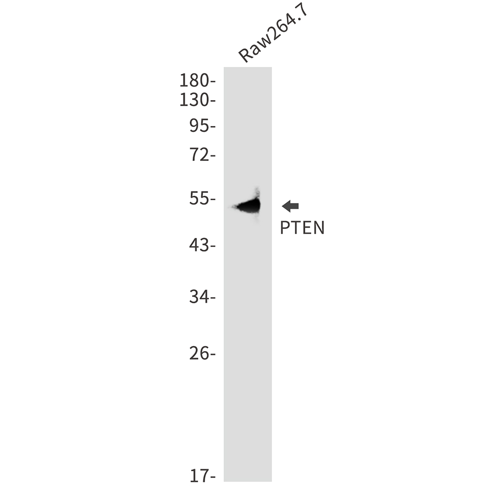 Rabbit Polyclonal Antibody to PTEN