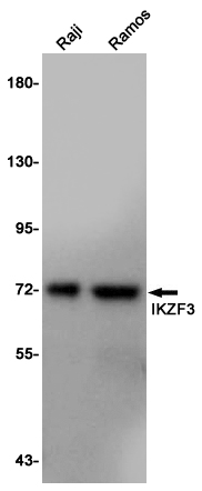 Rabbit Polyclonal Antibody to IKZF3