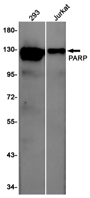 Rabbit Polyclonal Antibody to PARP1