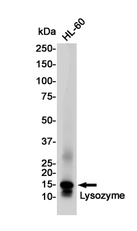 Rabbit Polyclonal Antibody to Lysozyme