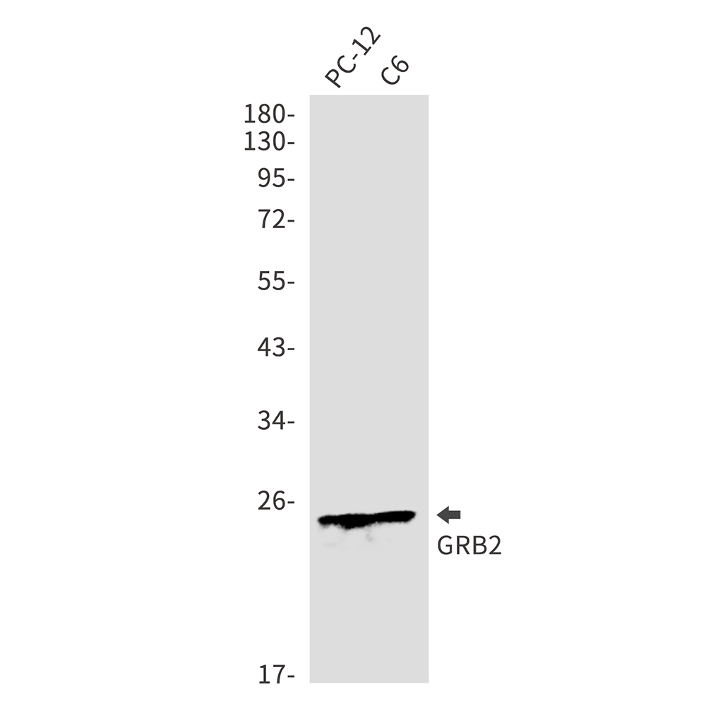 Rabbit Polyclonal Antibody to GRB2