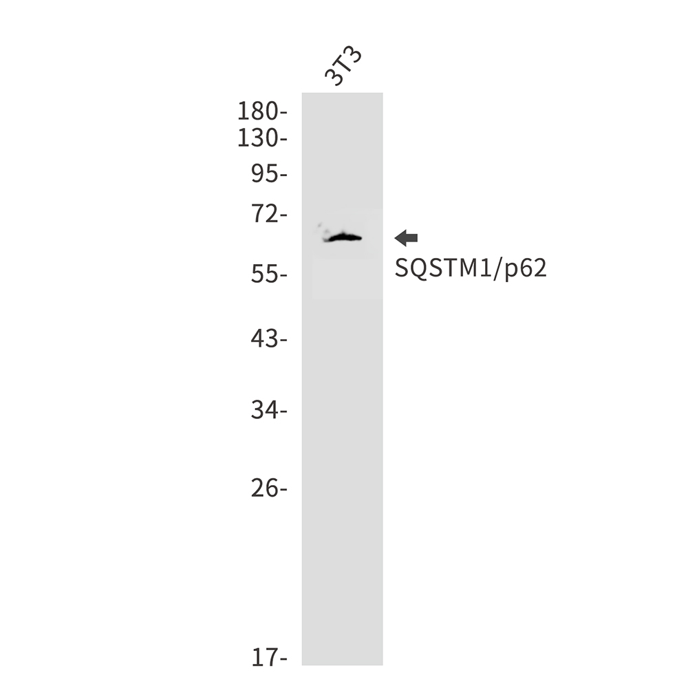 Rabbit Polyclonal Antibody to SQSTM1/p62