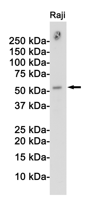 Rabbit Polyclonal Antibody to APG5L