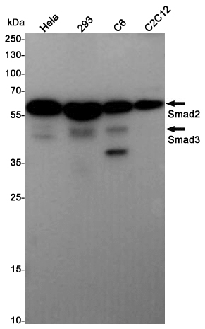 Rabbit Polyclonal Antibody to Smad2/3