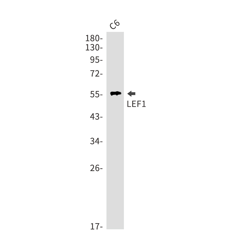 Rabbit Polyclonal Antibody to LEF1