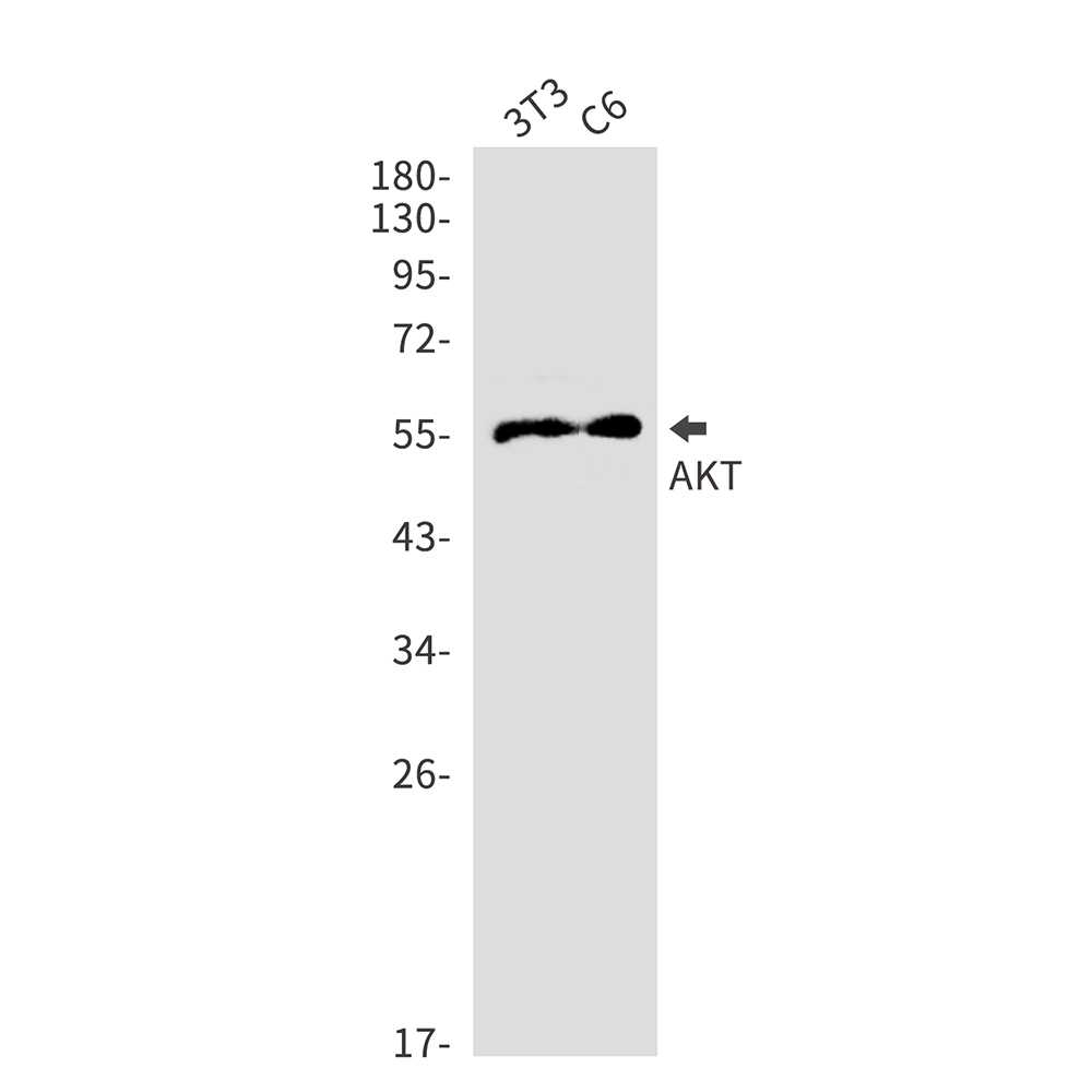Rabbit Polyclonal Antibody to AKT