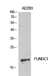 Rabbit Polyclonal Antibody to FUNDC1