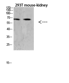 Rabbit Polyclonal Antibody to RANK