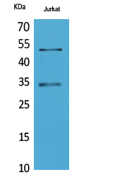 Rabbit Polyclonal Antibody to Myoblast Determination Protein 1