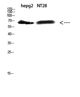 Rabbit Polyclonal Antibody to ZFP91