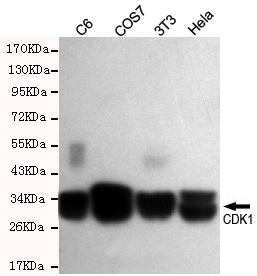 Rabbit Polyclonal Antibody to CDK1
