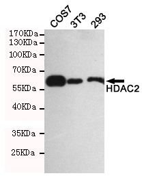 Rabbit Polyclonal Antibody to HDAC2