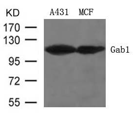 Rabbit Polyclonal Antibody to GAB1