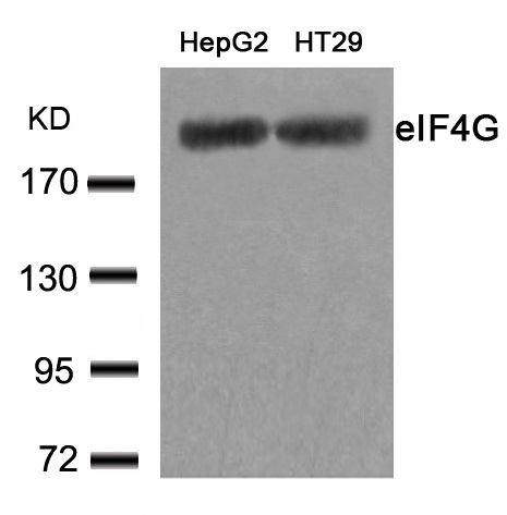 Rabbit Polyclonal Antibody to eIF4G1