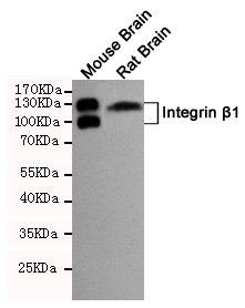 Rabbit Polyclonal Antibody to Integrin beta 1