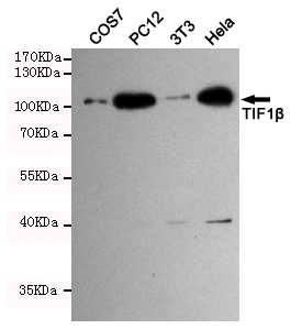 Rabbit Polyclonal Antibody to KAP1