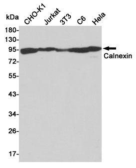 Rabbit Polyclonal Antibody to Calnexin