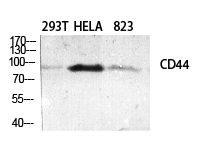 Rabbit Polyclonal Antibody to CD44