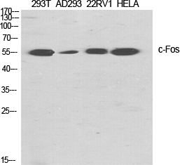 Rabbit Polyclonal Antibody to c-Fos