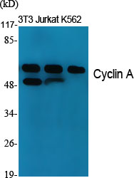 Rabbit Polyclonal Antibody to Cyclin A1